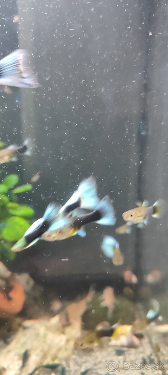 Slimák Brotia herculea +Gupky - 12