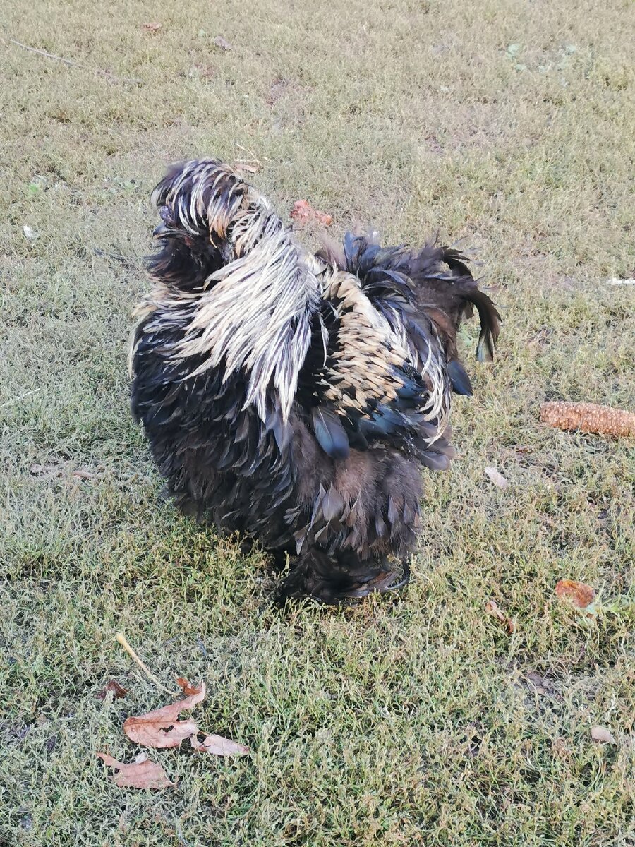 Nasadové vajíčka hodvábnicka - 12