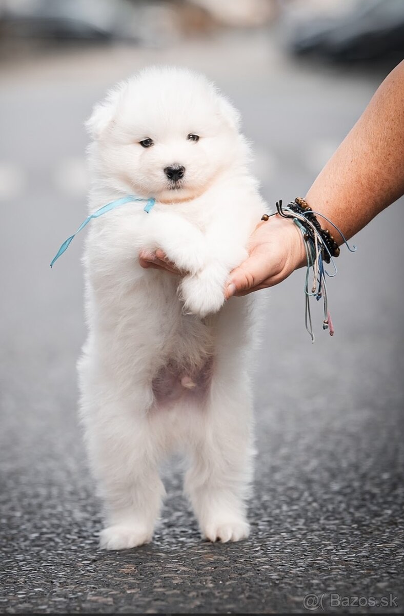 Samojed - 12