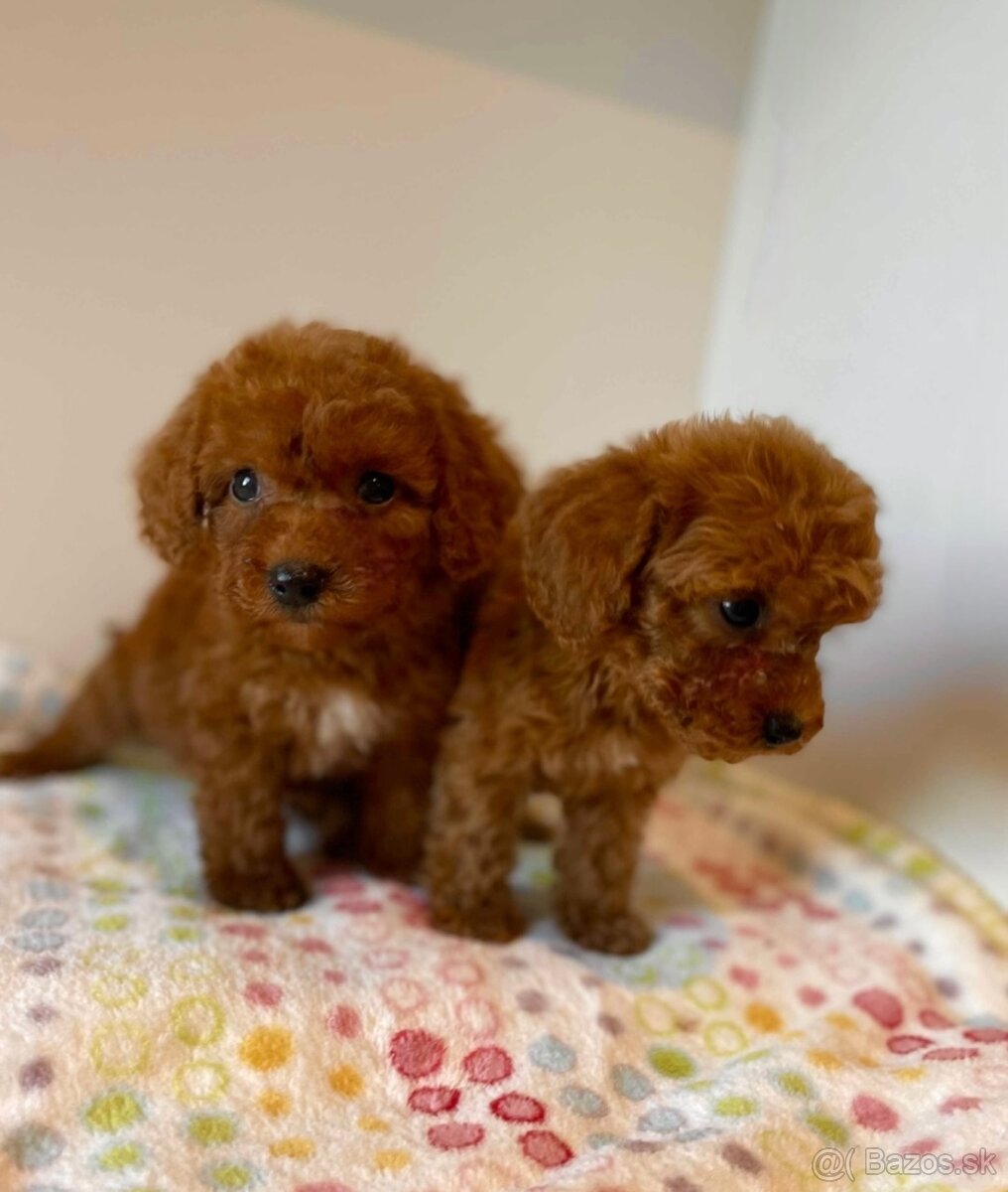 Dark Red Poodle girls pudel pudlik pudl - 12