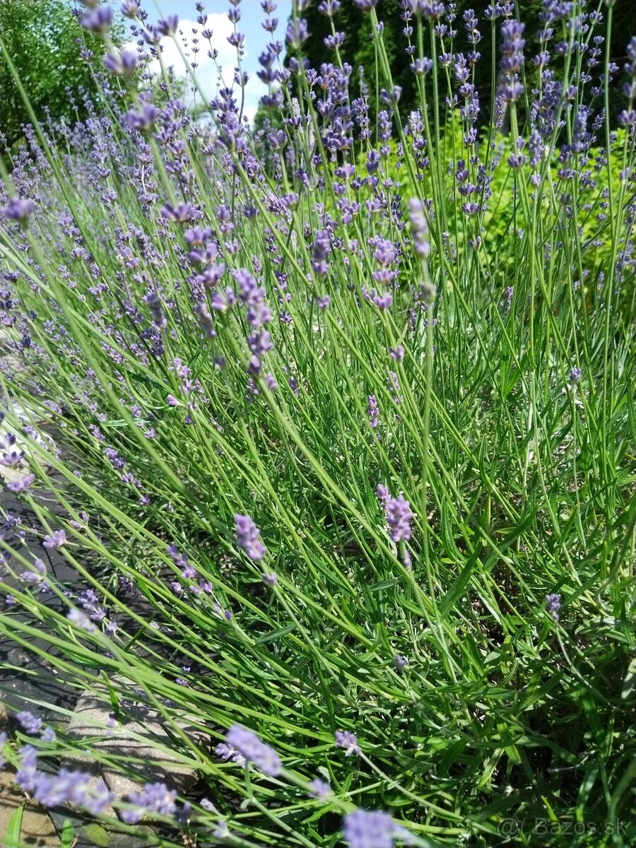 Sušené bylinky 2 - 12