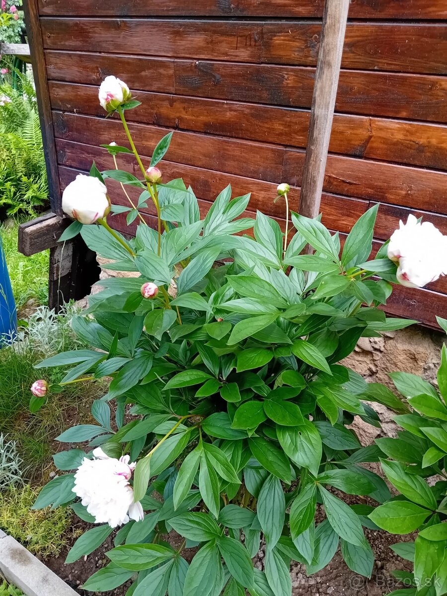 ZÁHRADNÁ CHATKA V LUTILE - 12