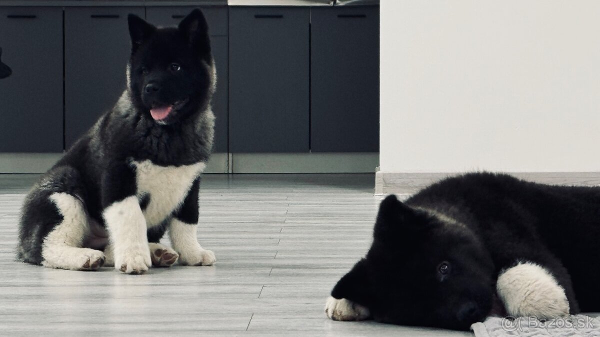 Šteniatka Americká Akita - 12