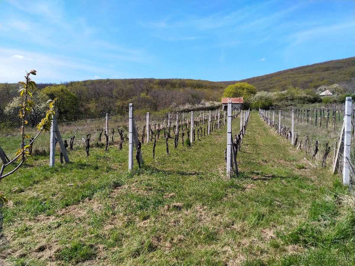 Pozemok - Vinice Čajkov - Sádovské - 12