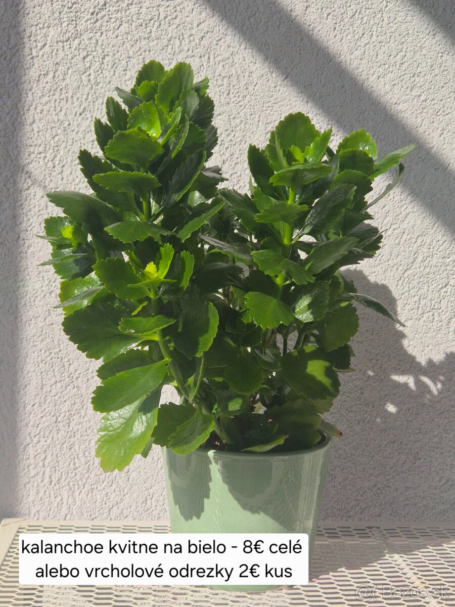 Predám izbové rastliny - 12