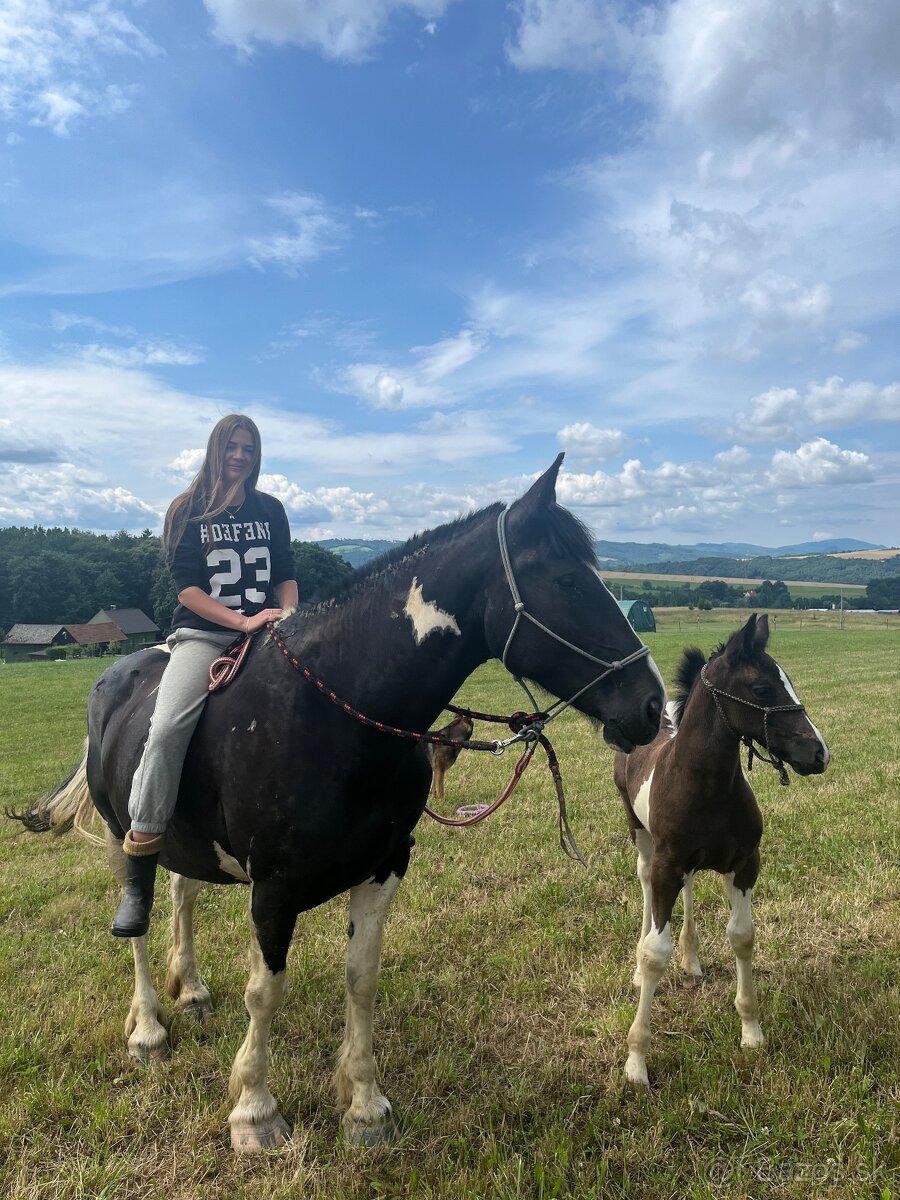 6 letá Barock Pinto - 12