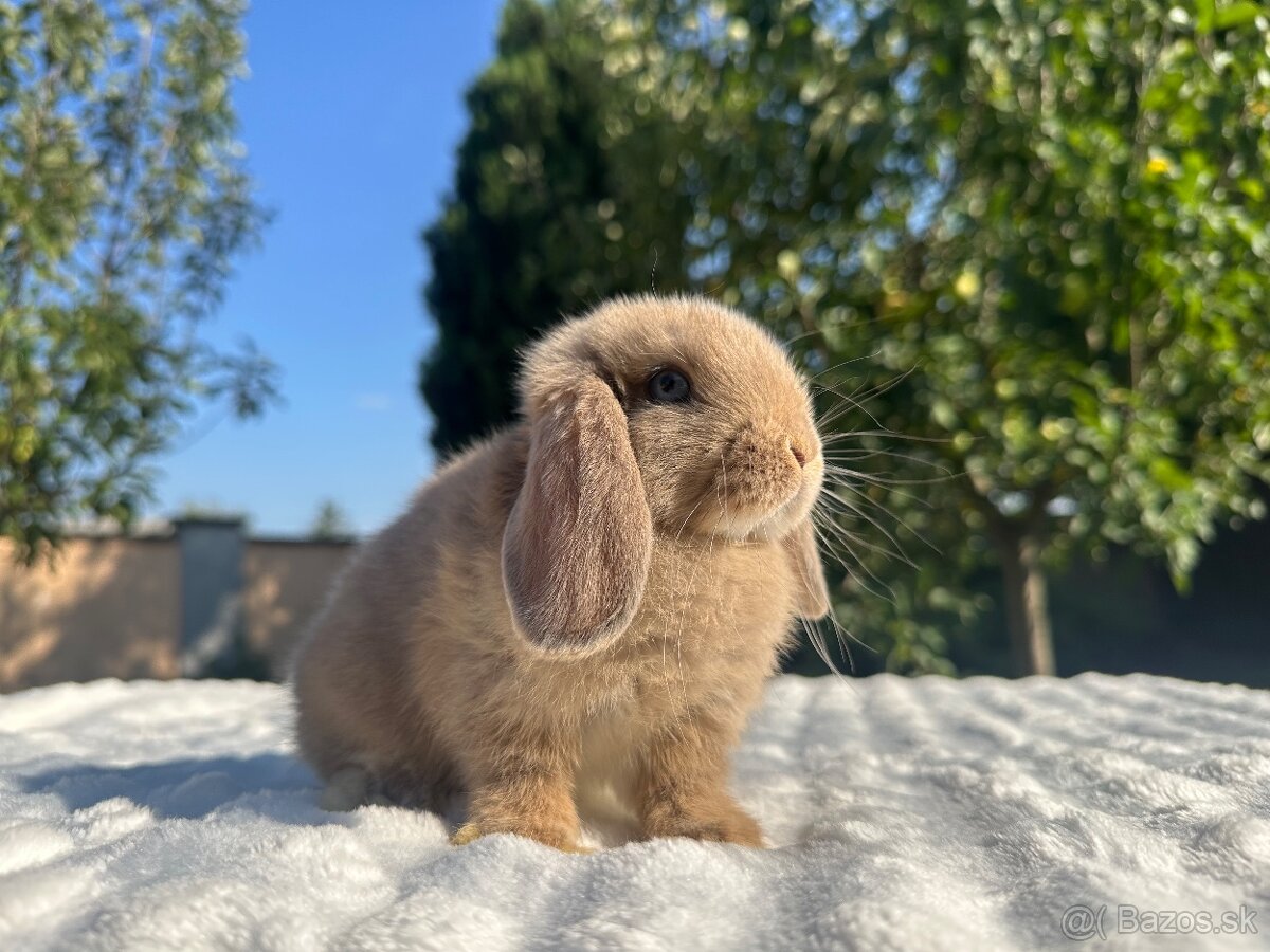 🩷Minilop zakrsly kralik 🐰🩷 - 12