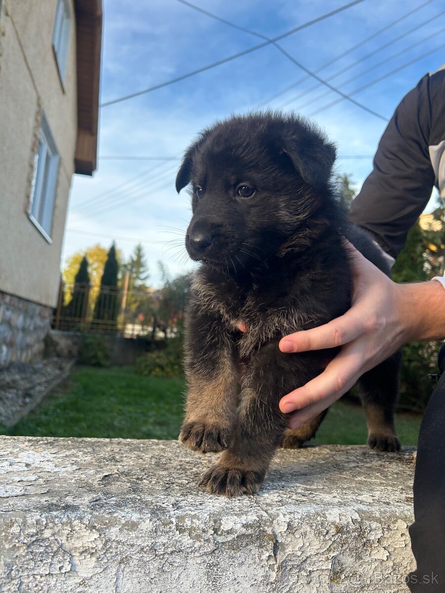 Nemecky ovčiak šteniatka - 12