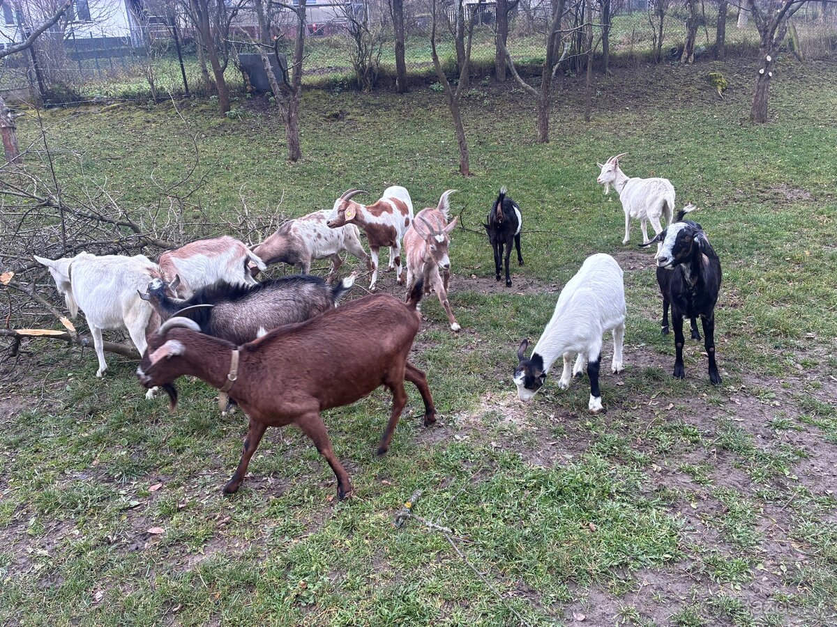 Predám dojné kozi - 12