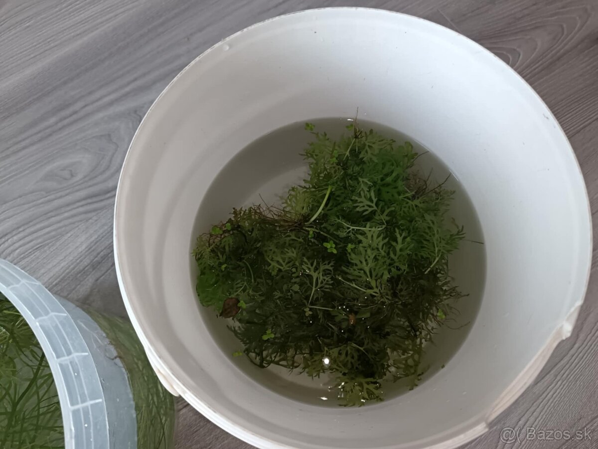 Akvarijné rastliny - 12