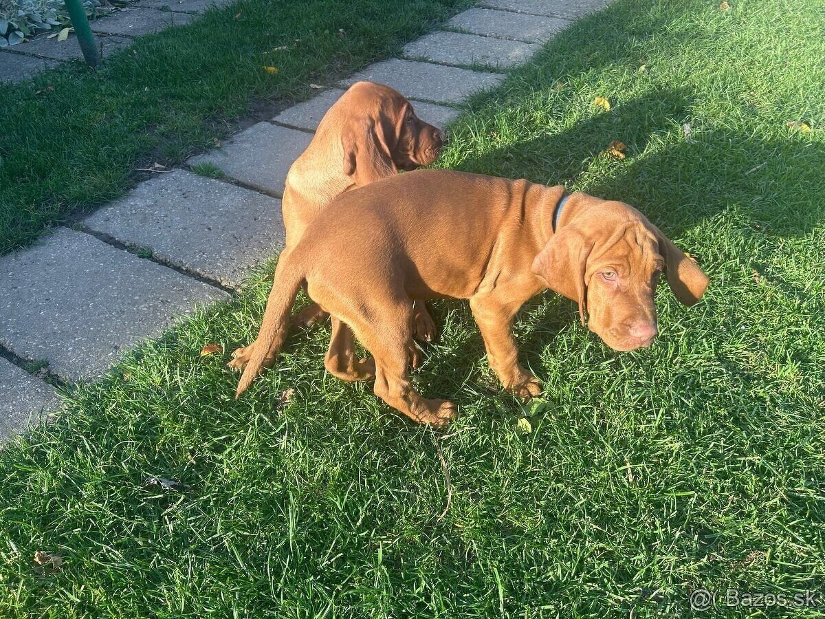 Madarska vyzla - steniatka - 12