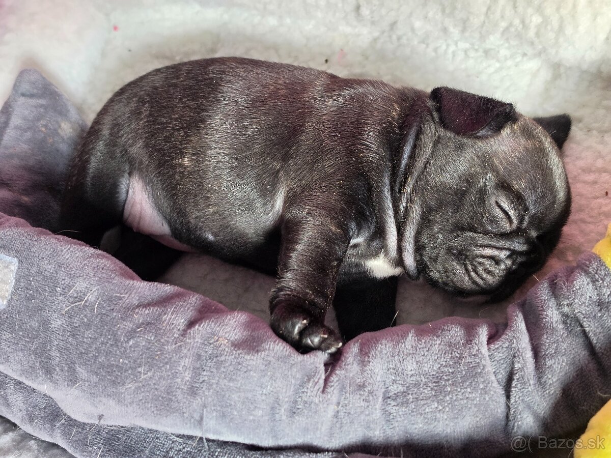 Francúzsky buldoček - 12