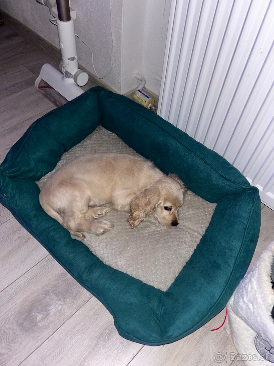 Americký kokerspaniel / kokeršpaniel / koker / kokršpaniel - 12