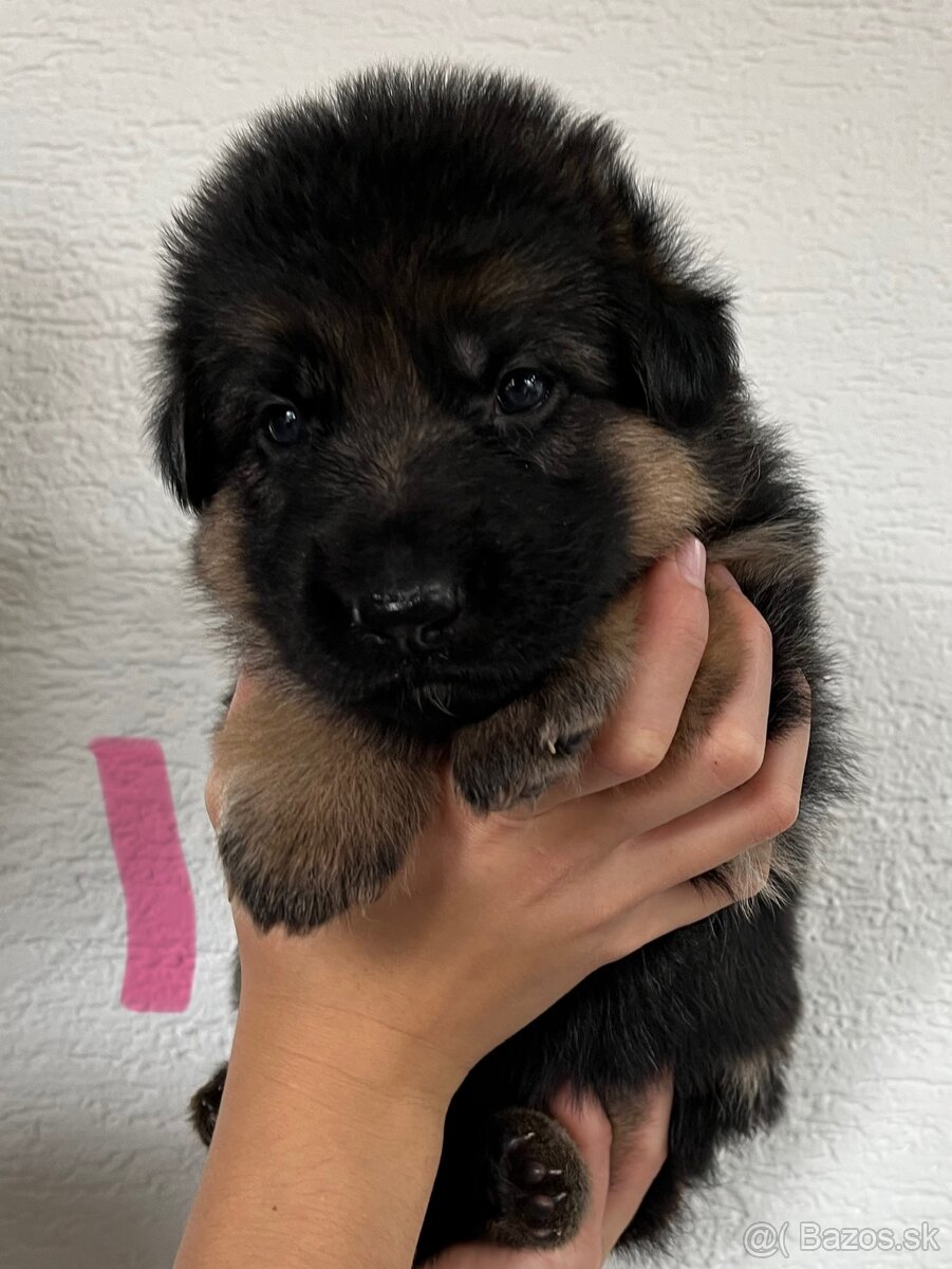 Šteniatka nemeckého ovčiaka typu Rex s PP - 12