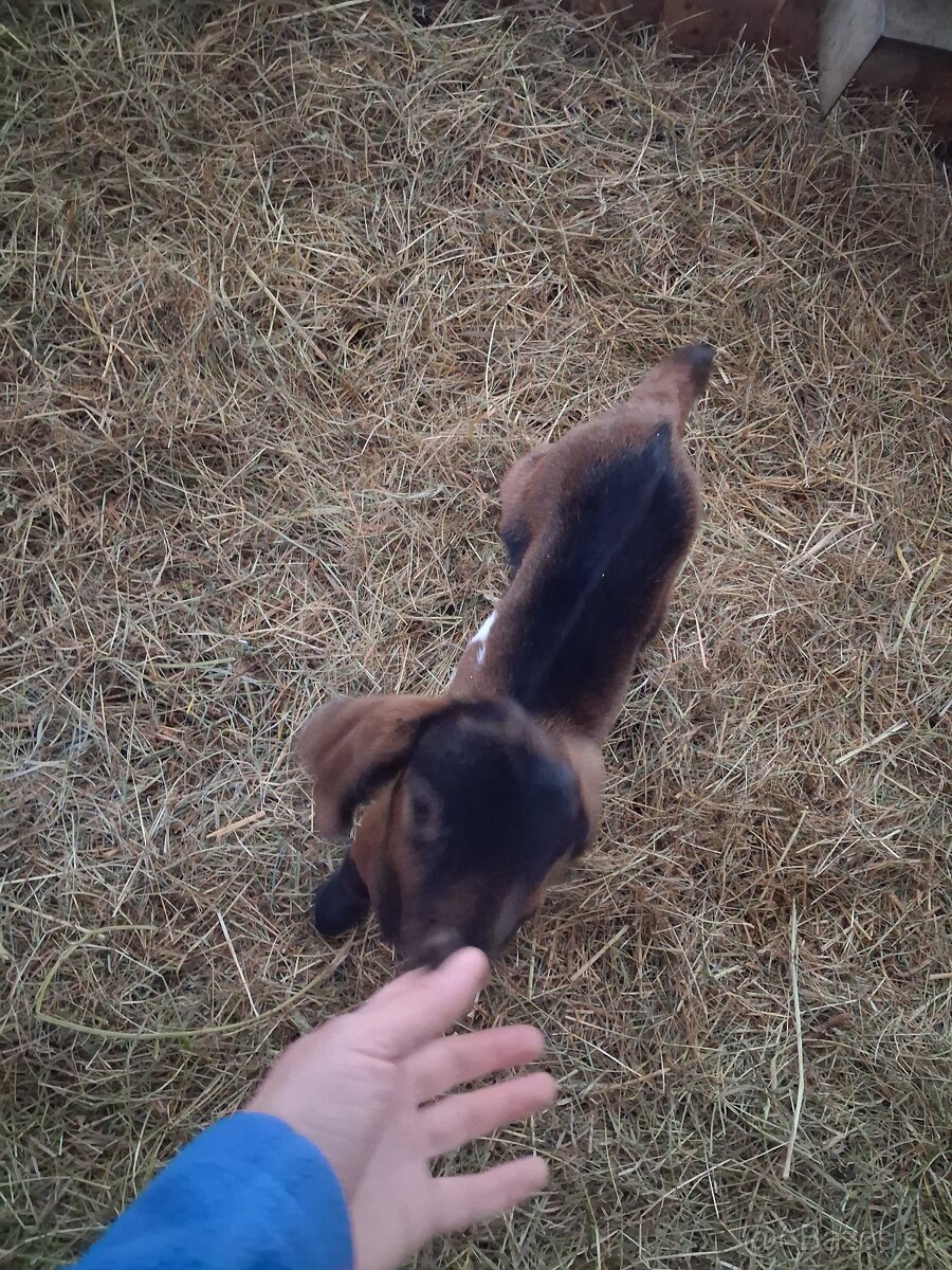 anglonubijsky cap - 12