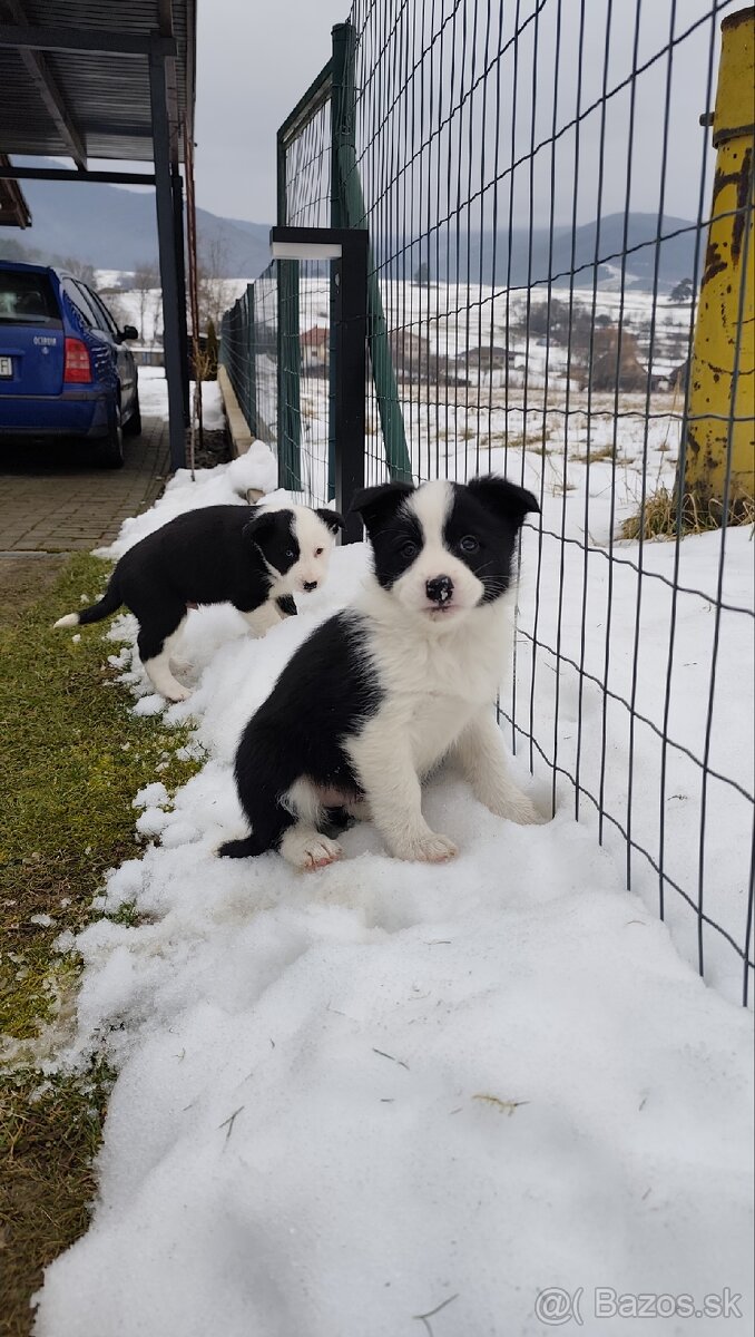 Border kólia šteniatka - 12