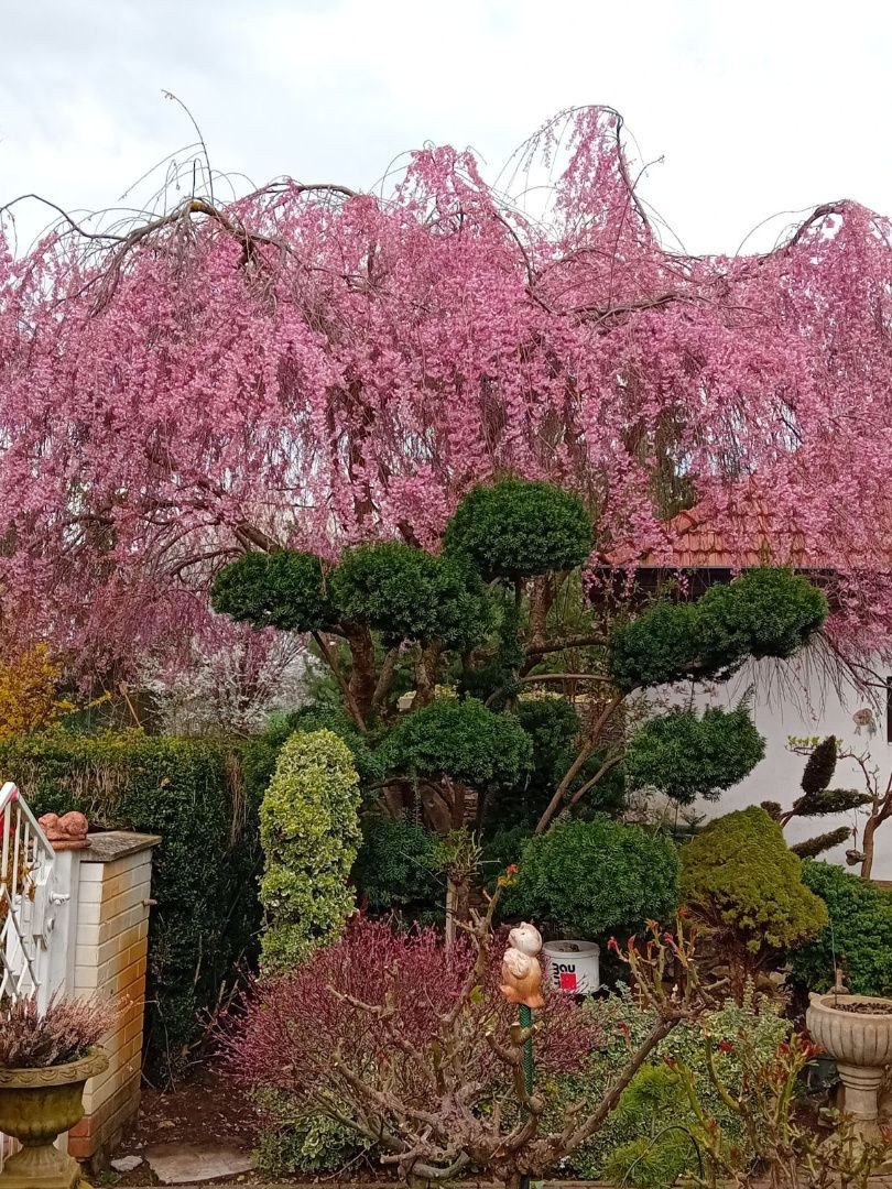 Výrazne znížená cena....Jedinečný rodinný dom v Šali/Veči - 12