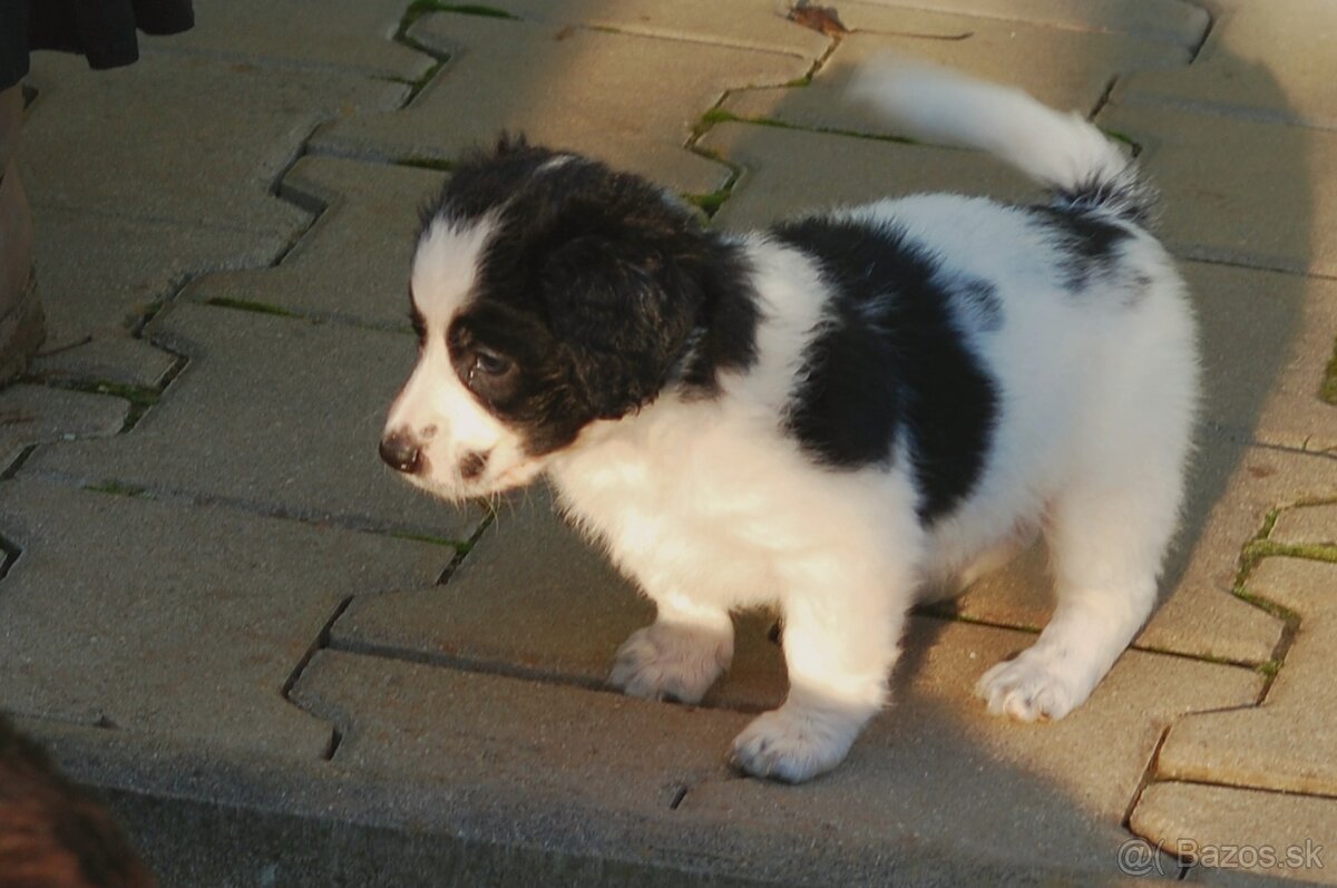 Šteniatka Border Kólia - 12