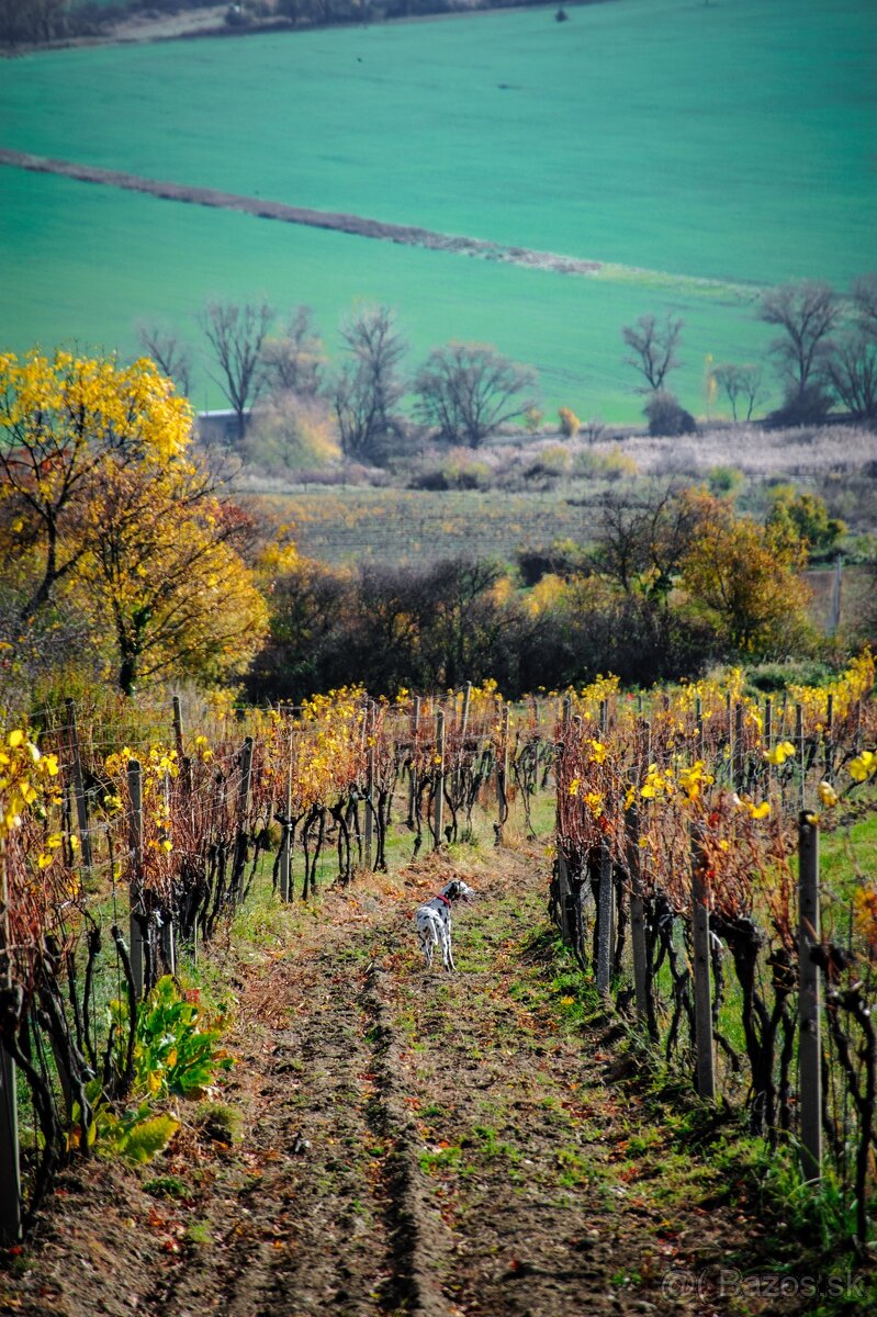 Nikon Nikkor 28-200mm 1: 3.5-5.6G IF - 12