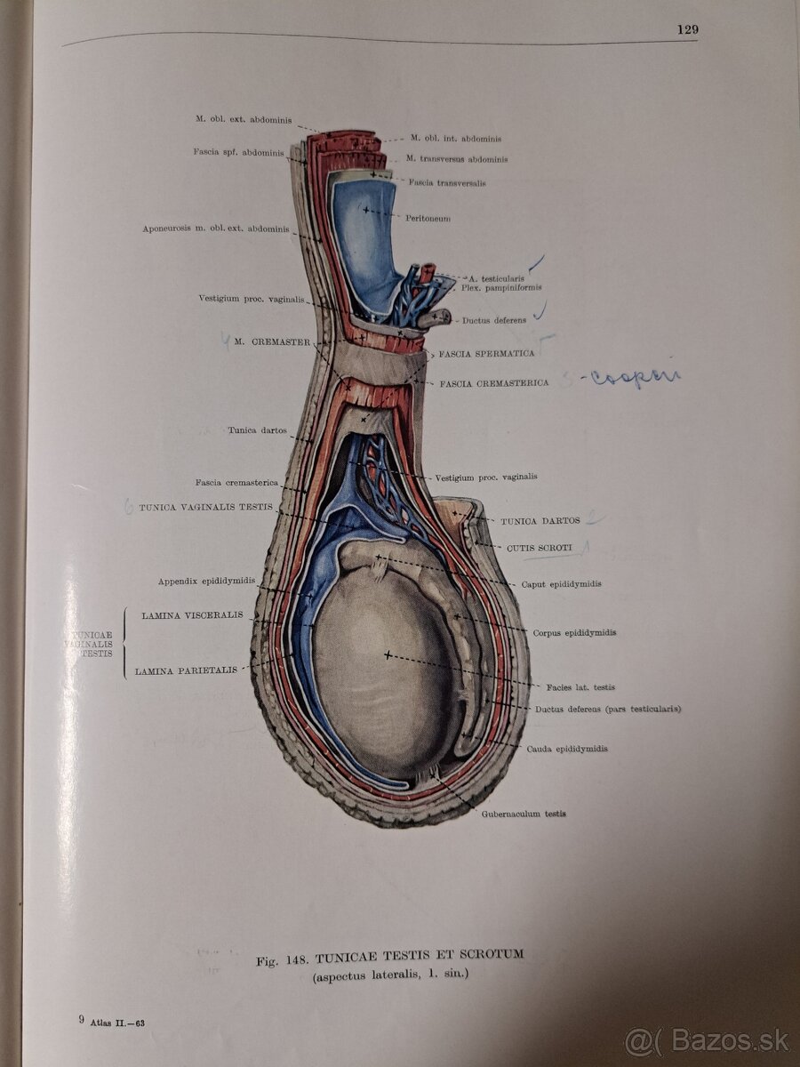 Atlas ĺudskej anatómie 1,2,3. - 12