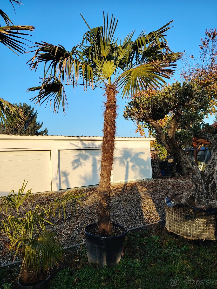 Olivovník europea - 12