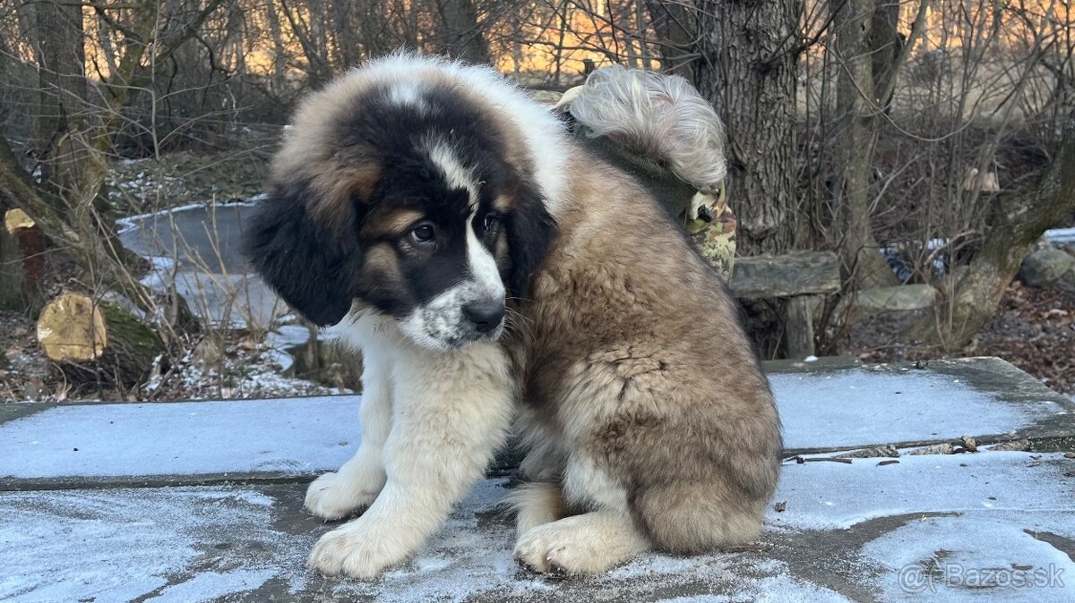 Štenata Moskovsky strážny pes - 12