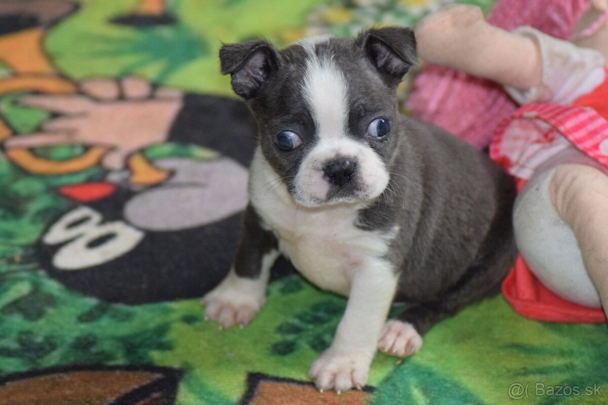 bostonský teriér s PP - modrý pejsek+ modrá holčička - 12