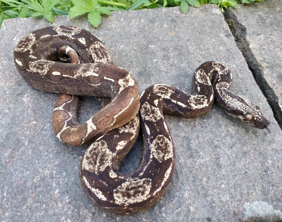 Boa imperator - Scoria Paradigm, IMG Arctic, IMG Paradigm - 12