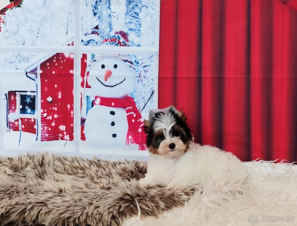 Yorkshire teriér, Biewer, Biro, Yorkshire teriér s PP - 12