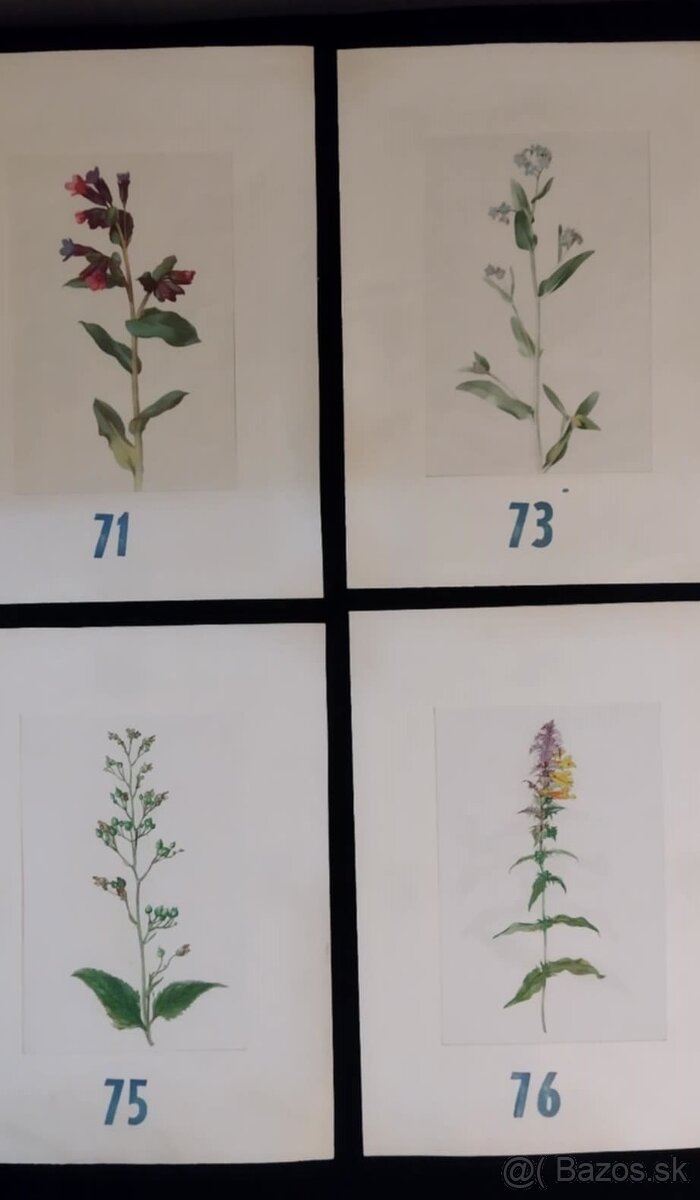 obrázky rastlín - 12