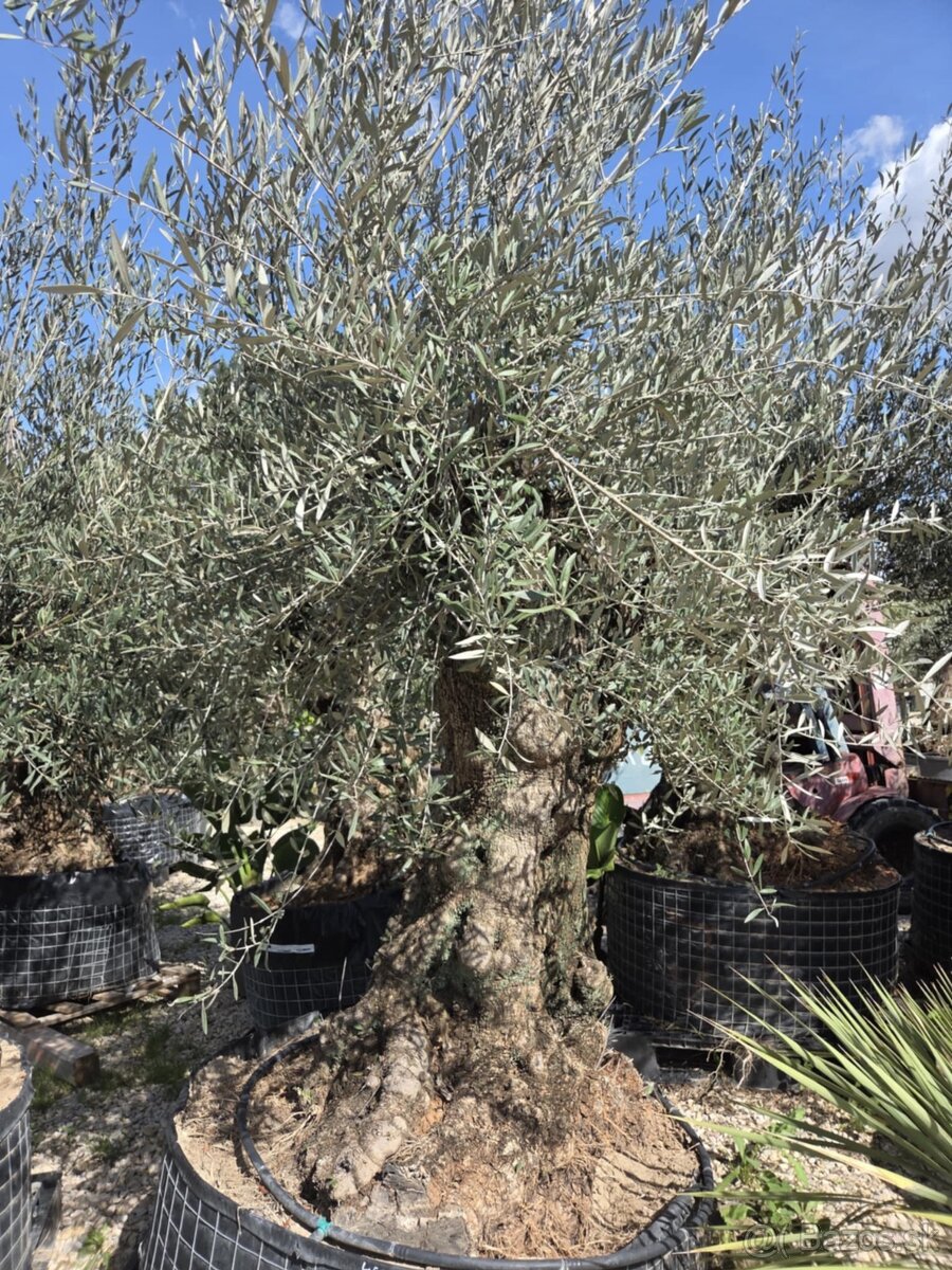 ‼️Akcia‼️ Olivovníky Bonsai - 12