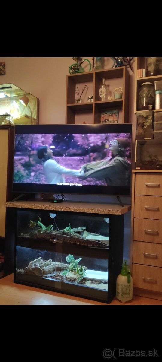 Python regius (Pytón Kráľovský) párik + tera - 12