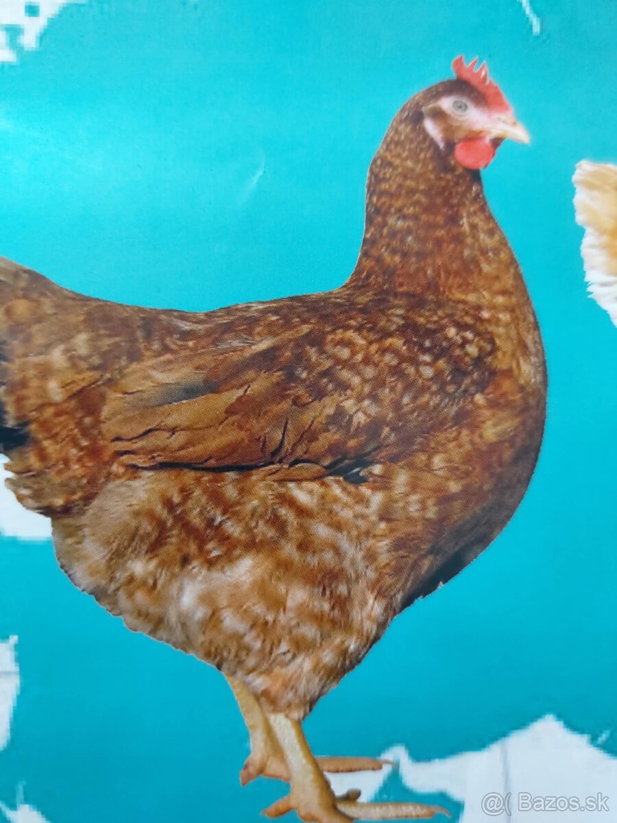 Kuričky DOMINNAT - 12