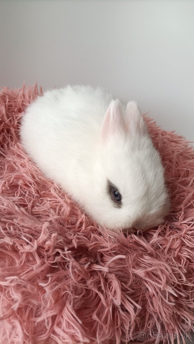 Zdrobnené kraliky - 12