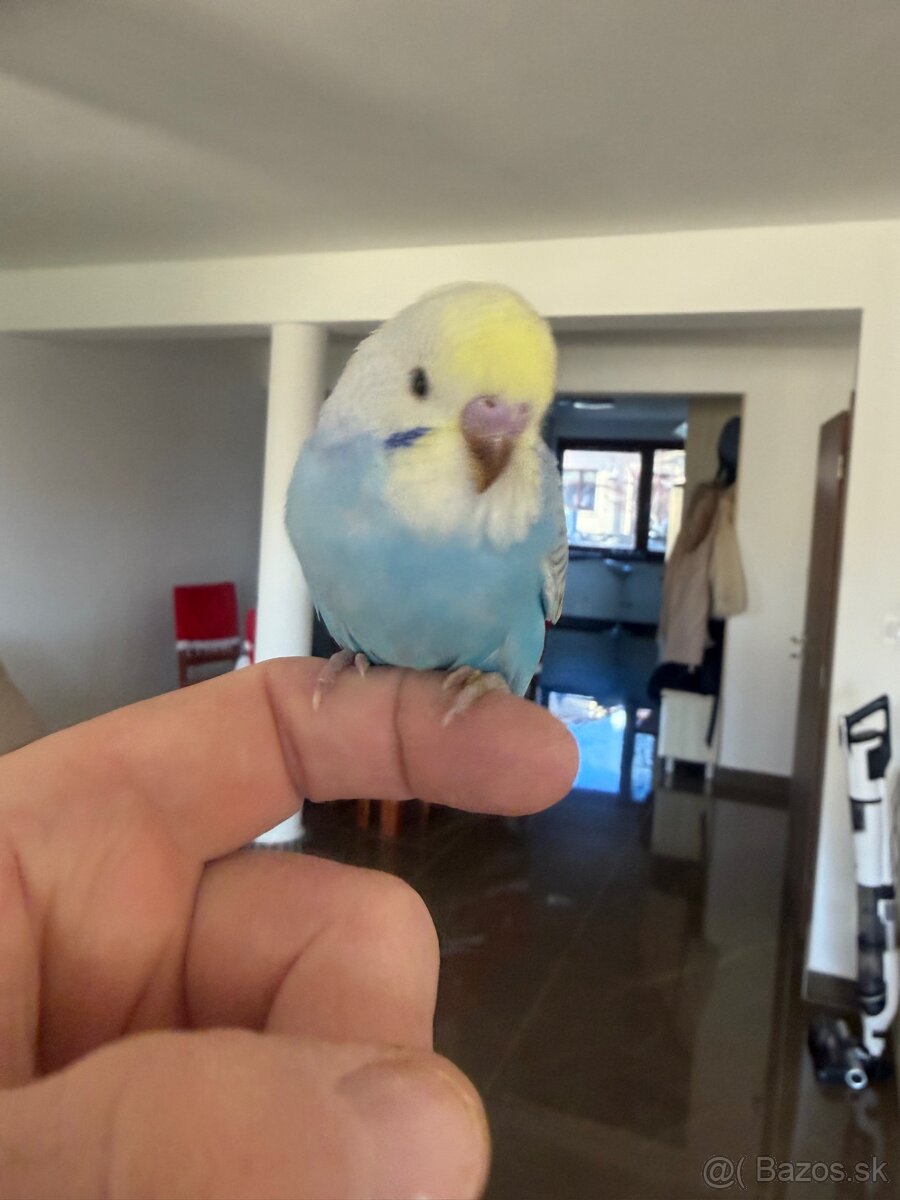 Andulka Maznačik - 12