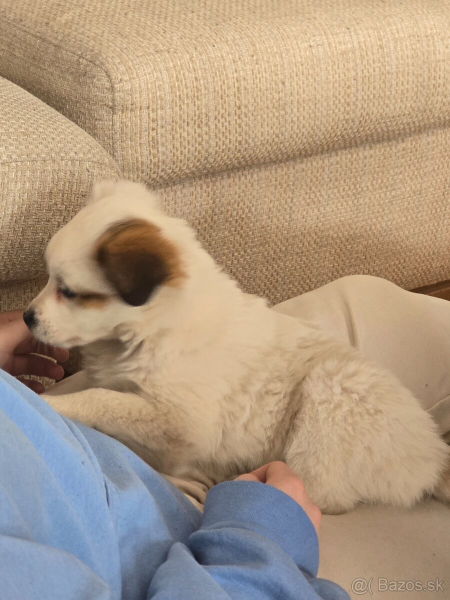 Krásne Šteniatko - 12