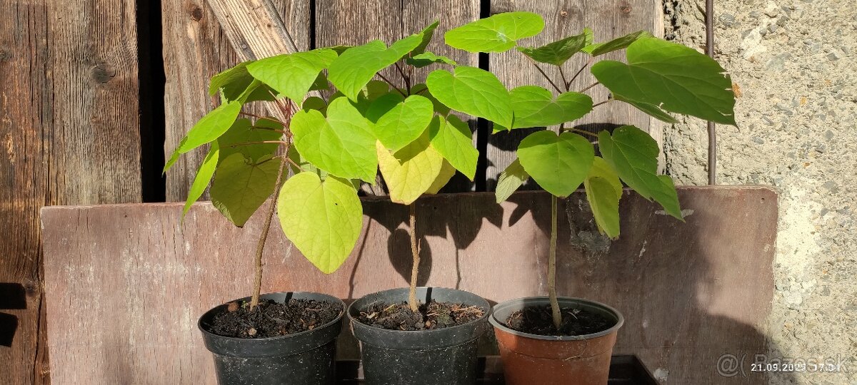 Katalpa nádherná (Catalpa speciosa) - 12