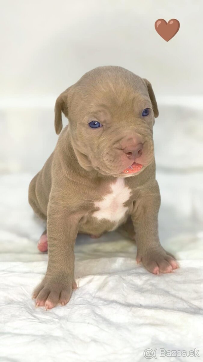 Štěňátka American Bully XL - registrace ABKC (Jihlava CZ) - 12