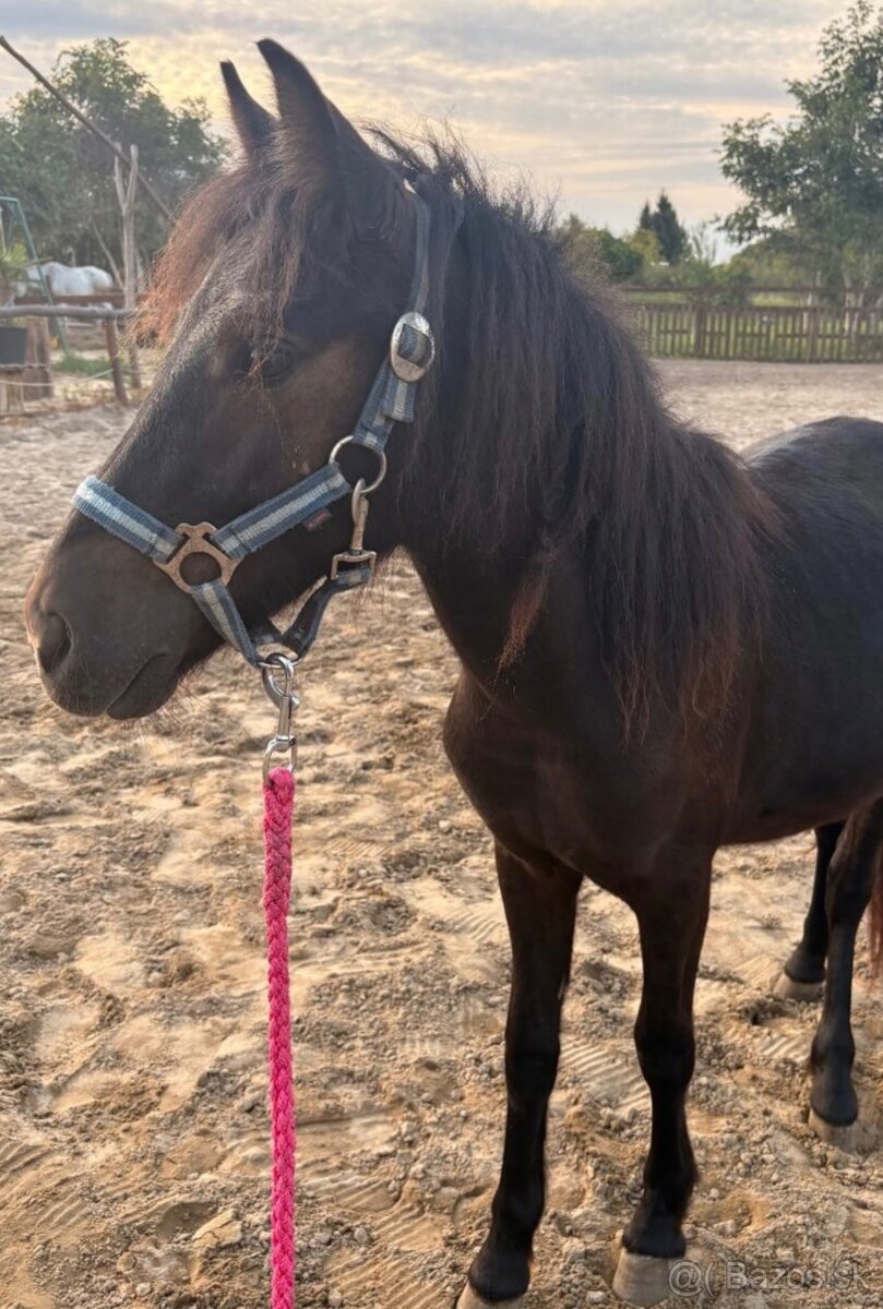 Poniky napredaj - 12