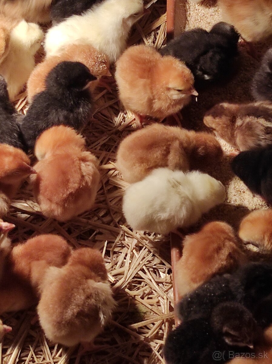 Kuričky DOMINNAT - 12