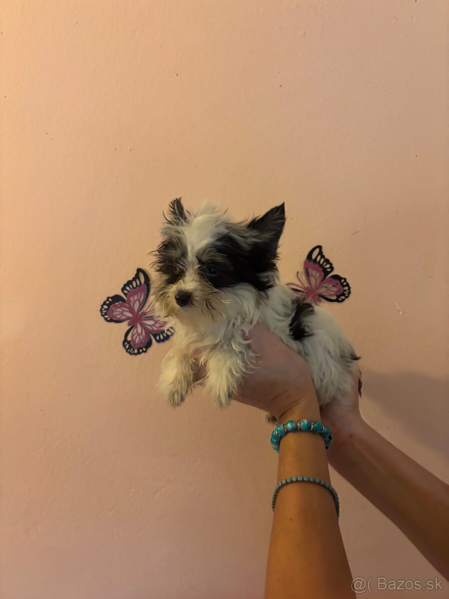 Yorkshirsky terier, yorkshirsky terier mini, biewer - 12