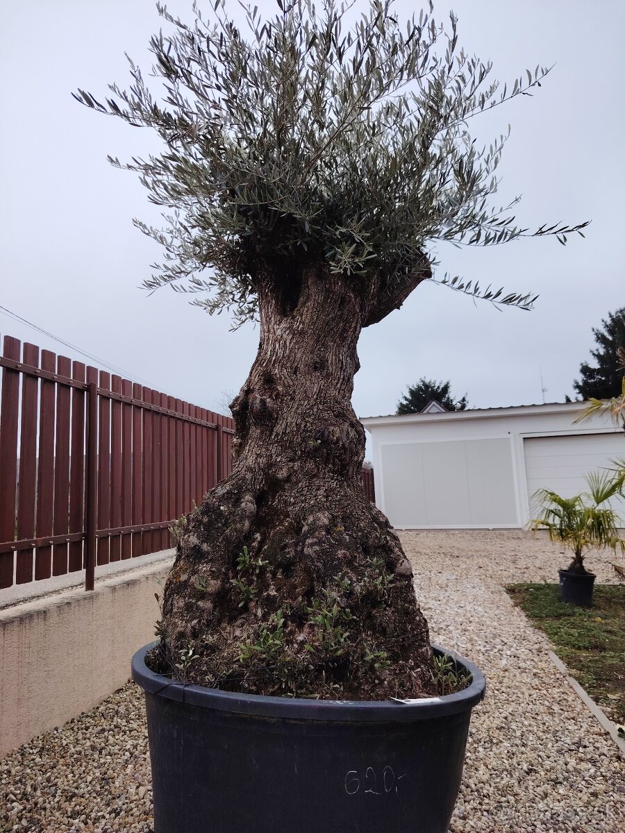 Olivovník europea - 12