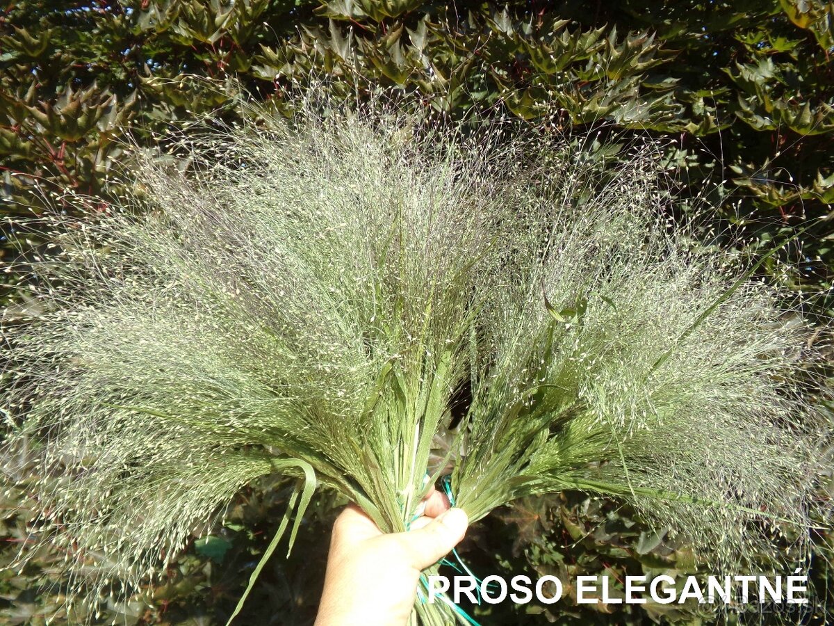 SUŠENÉ KVETY NA ĎALŠIU TVORBU - 12