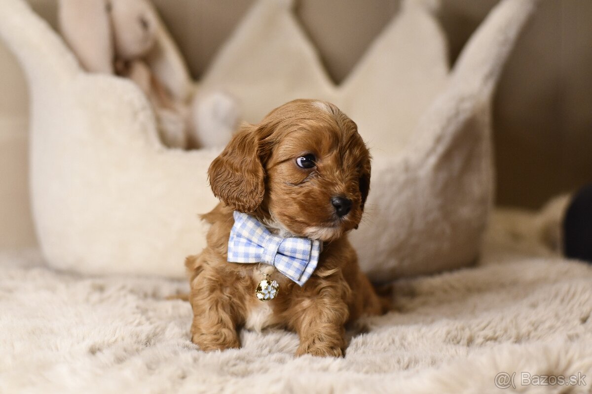Cavapoo F1 psík hľadá milujúci domov - 12