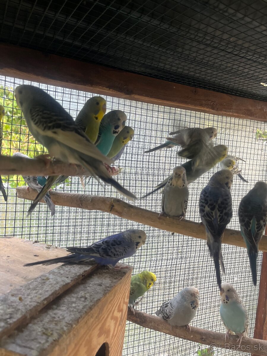 Andulky z volieri - 12