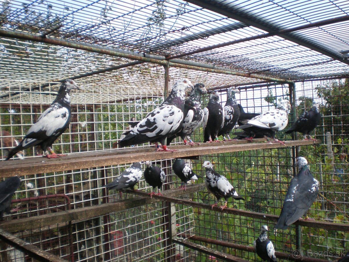 Predám poštové holuby - 12