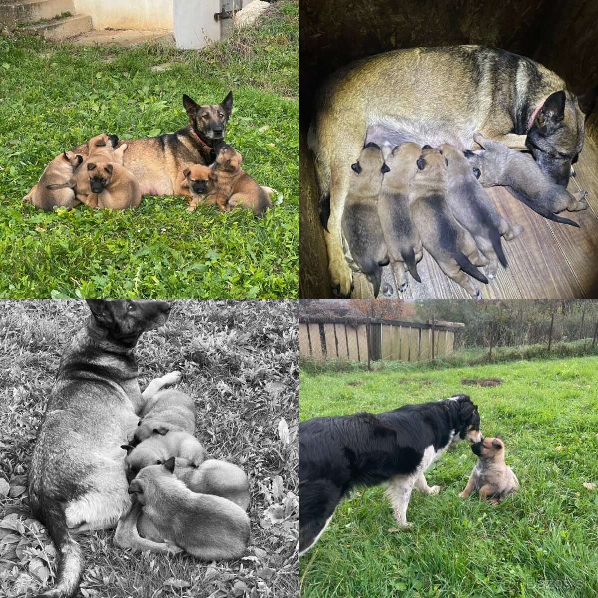 Belgický ovčiak - šteniatka - 12