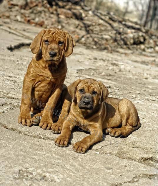 Tosa inu štěnata - přijímáme rezervace - 12