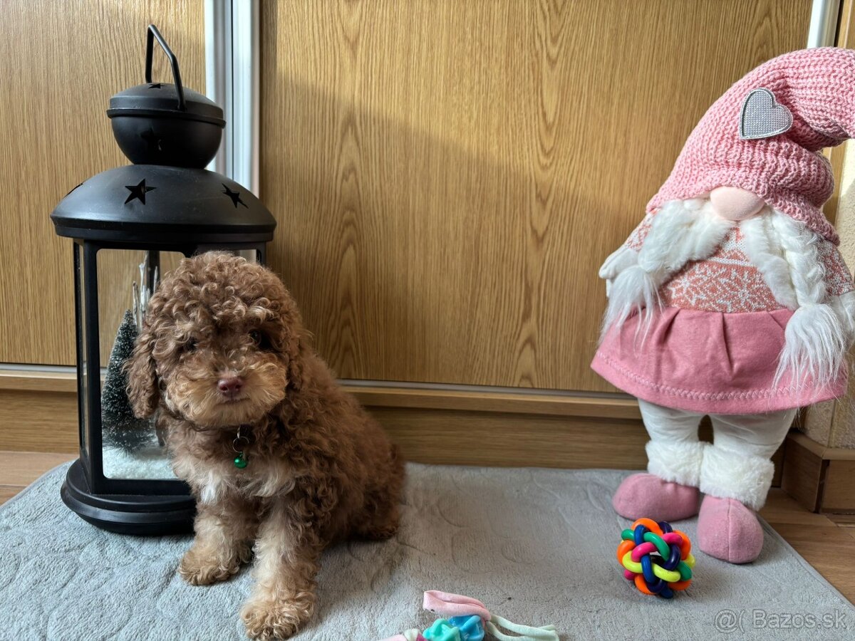 Pudel pudlik toy - 12