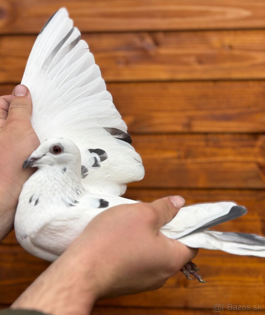 Poštové holuby - 12